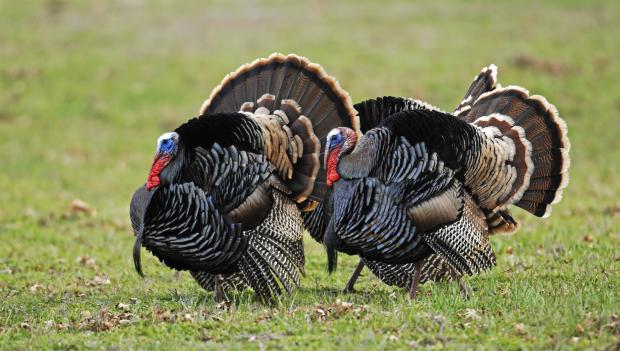 Turkey hunting in California